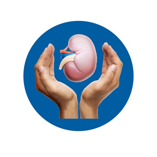 blauer Kreis mit zwei Händen die eine Niere umschließen